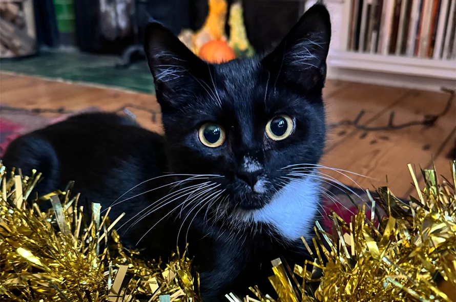 A small black and white cat laying on tinsel